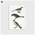 2-33_Zoology-of-New-York_postcard