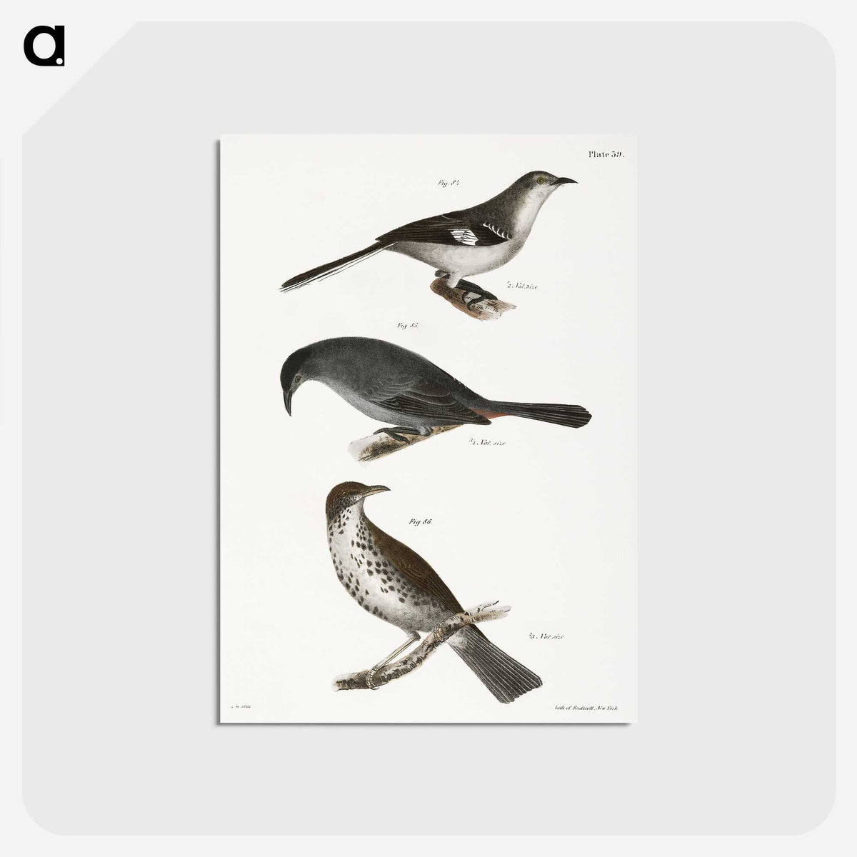 2-33_Zoology-of-New-York_postcard