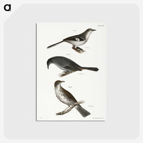 2-33_Zoology-of-New-York_postcard