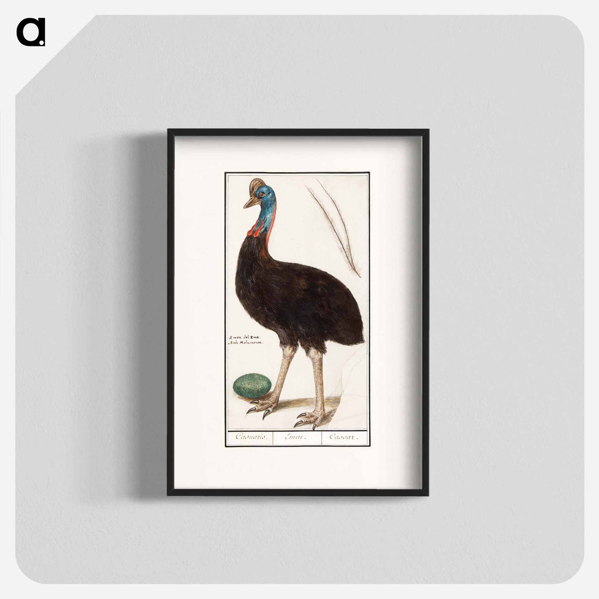 Helmet cassowary - アンセルムス ボエティウス デ ブート Poster.