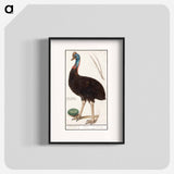 Helmet cassowary - アンセルムス ボエティウス デ ブート Poster.