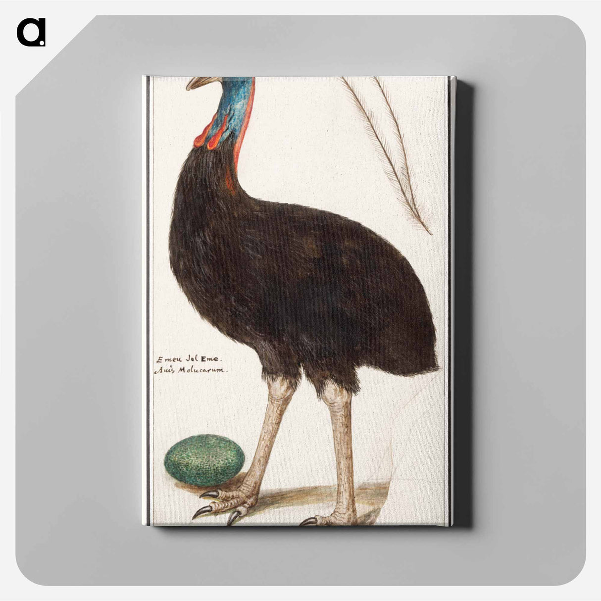 Helmet cassowary - アンセルムス ボエティウス デ ブート Canvas.