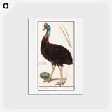 アートポストカード-Helmet cassowary - アンセルムス ボエティウス デ ブート Postcard.