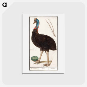 アートポストカード-Helmet cassowary - アンセルムス ボエティウス デ ブート Postcard.