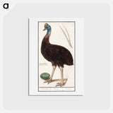 Helmet cassowary - アンセルムス ボエティウス デ ブート Postcard.