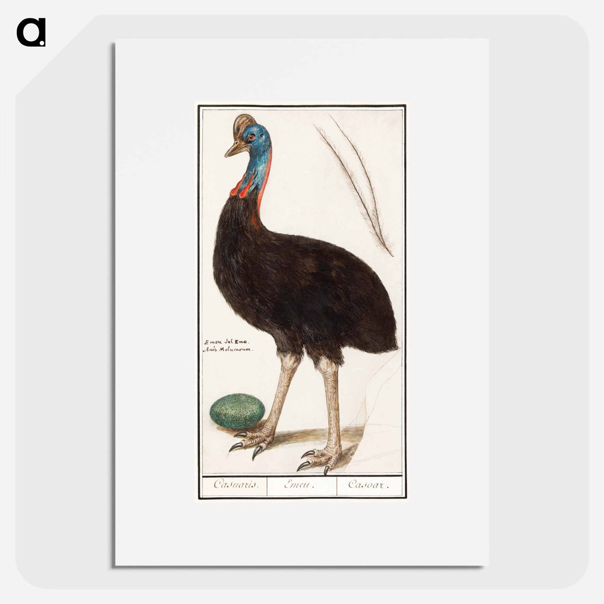 Helmet cassowary - アンセルムス ボエティウス デ ブート Poster.