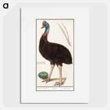 Helmet cassowary - アンセルムス ボエティウス デ ブート Poster.