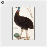 アートポストカード-Helmet cassowary - アンセルムス ボエティウス デ ブート Postcard.
