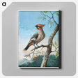 アートパネル-Bird Study
 - クリーブランド美術館 Canvas.