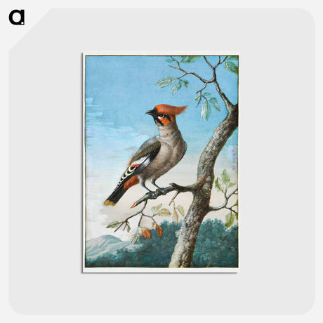 アートポストカード-Bird Study
 - クリーブランド美術館 Postcard.