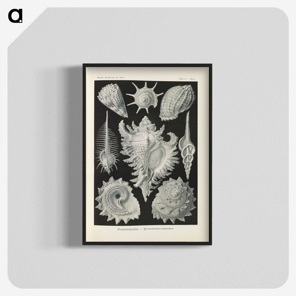 2-34_Ernst-Haeckel_blk-crop