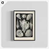 2-34_Ernst-Haeckel_blk-crop
