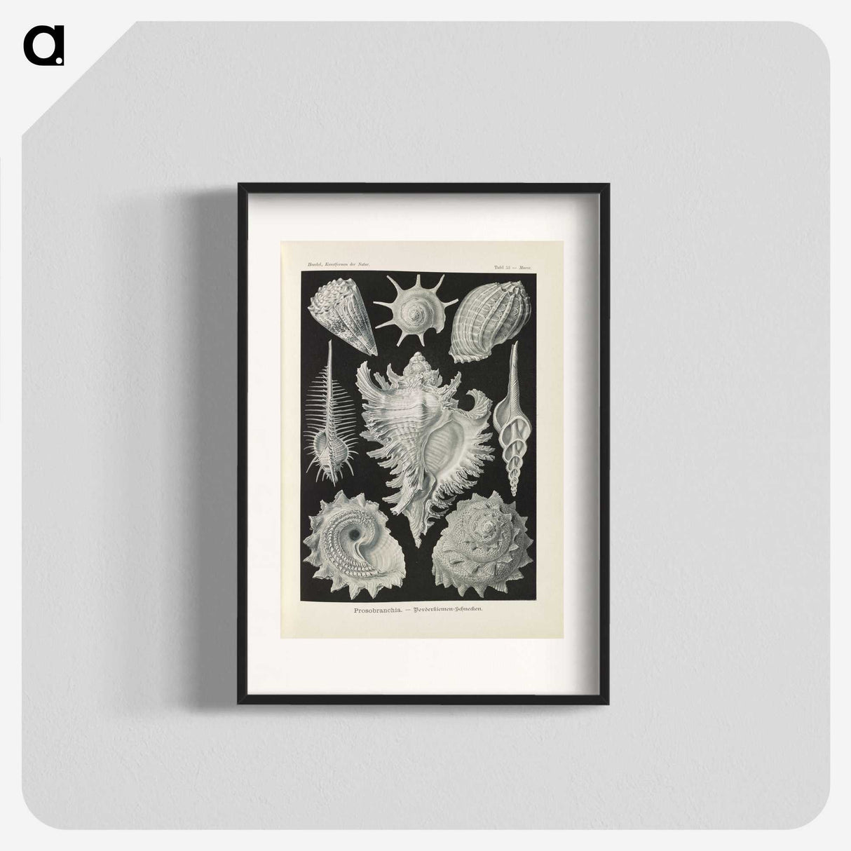 2-34_Ernst-Haeckel_blk