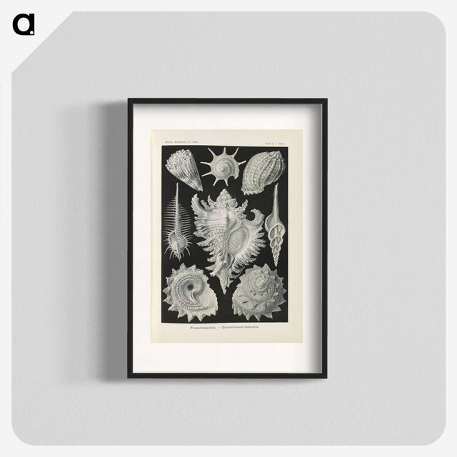 2-34_Ernst-Haeckel_blk