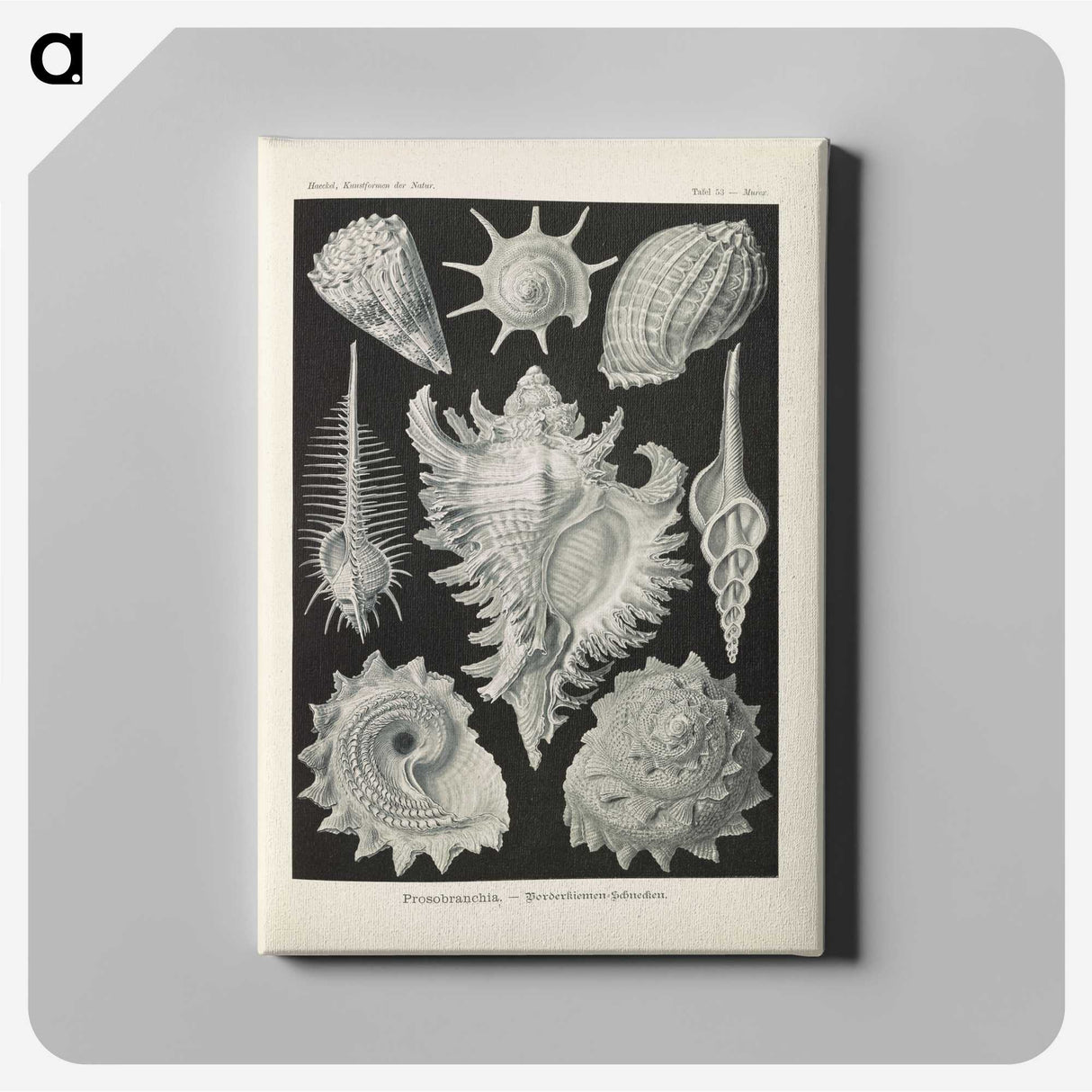 2-34_Ernst-Haeckel_canvas