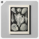 2-34_Ernst-Haeckel_canvas