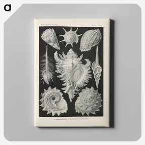 2-34_Ernst-Haeckel_canvas