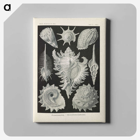 2-34_Ernst-Haeckel_canvas