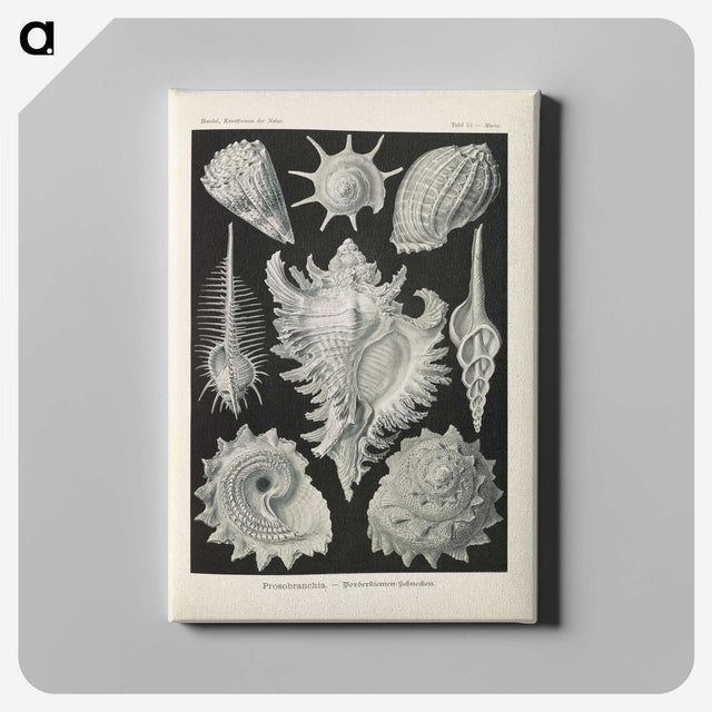 2-34_Ernst-Haeckel_canvas
