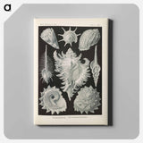 Marine life illustration - エルンスト ヘッケル Canvas.