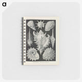 2-34_Ernst-Haeckel_memo