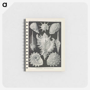 2-34_Ernst-Haeckel_memo