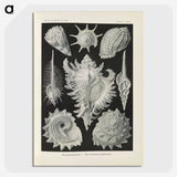 2-34_Ernst-Haeckel_picture-crop