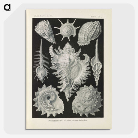 2-34_Ernst-Haeckel_picture-crop