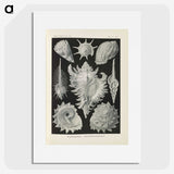 2-34_Ernst-Haeckel_picture