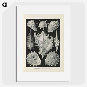 2-34_Ernst-Haeckel_picture