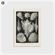 2-34_Ernst-Haeckel_postcard