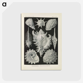 2-34_Ernst-Haeckel_postcard
