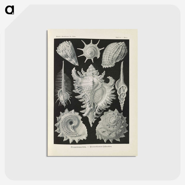 2-34_Ernst-Haeckel_postcard