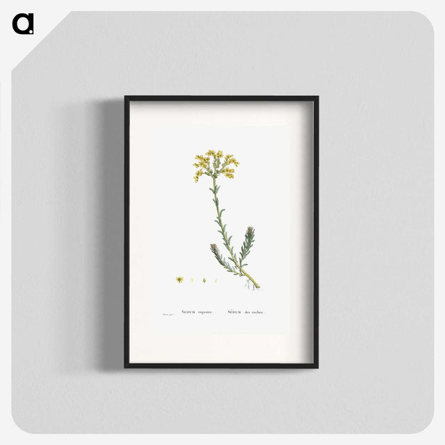 2-34_Histoire-des-Plantes-Grasses_blk