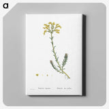 2-34_Histoire-des-Plantes-Grasses_canvas