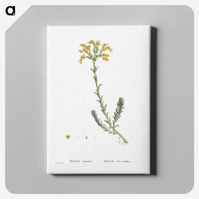 2-34_Histoire-des-Plantes-Grasses_canvas