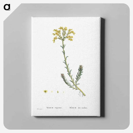 2-34_Histoire-des-Plantes-Grasses_canvas