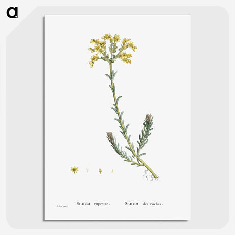 2-34_Histoire-des-Plantes-Grasses_picture-crop