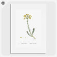 2-34_Histoire-des-Plantes-Grasses_picture