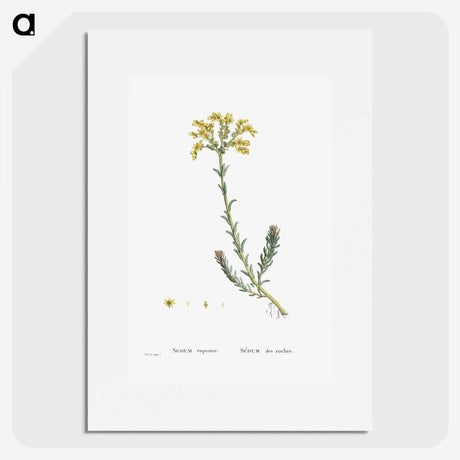 2-34_Histoire-des-Plantes-Grasses_picture