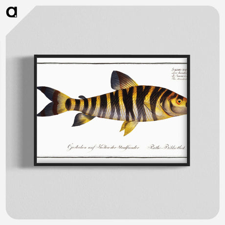 2-34_Ichtyologie-ou-Histoire-naturelle_blk-crop