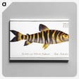 2-34_Ichtyologie-ou-Histoire-naturelle_canvas