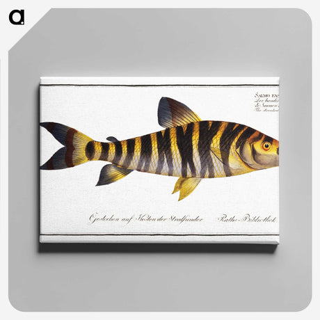 2-34_Ichtyologie-ou-Histoire-naturelle_canvas