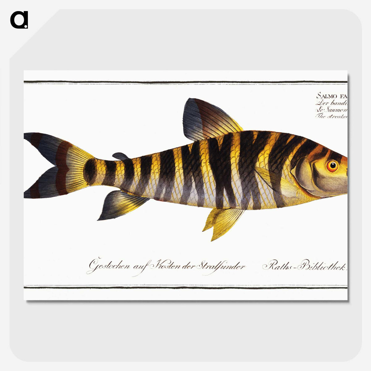 2-34_Ichtyologie-ou-Histoire-naturelle_picture-crop