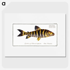 2-34_Ichtyologie-ou-Histoire-naturelle_picture