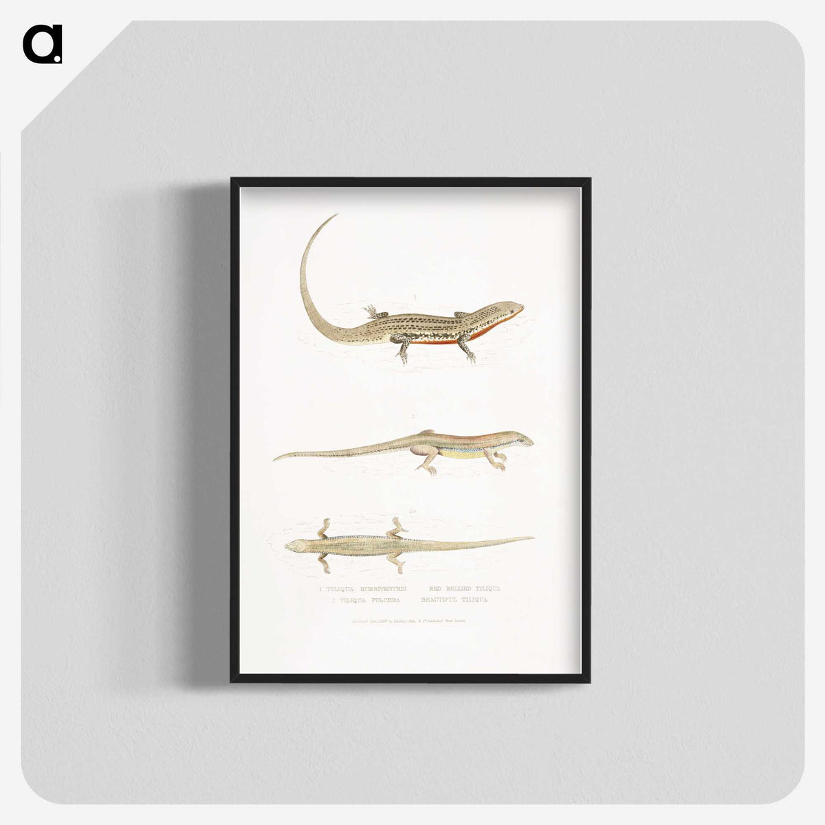 2-34_Indian-Zoology_blk-crop