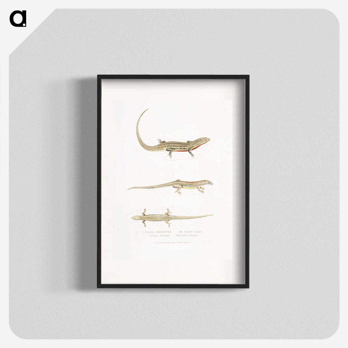 2-34_Indian-Zoology_blk