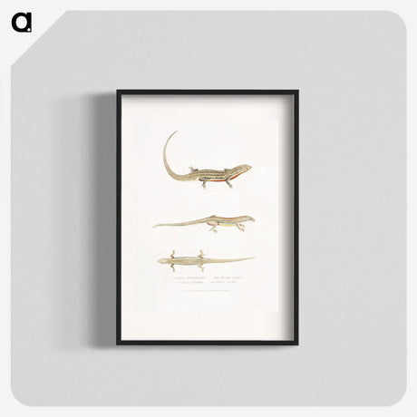 2-34_Indian-Zoology_blk