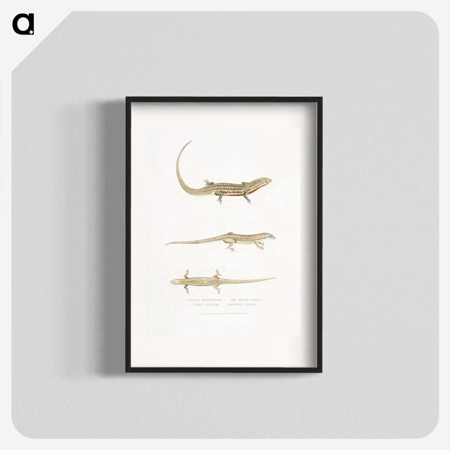 2-34_Indian-Zoology_blk