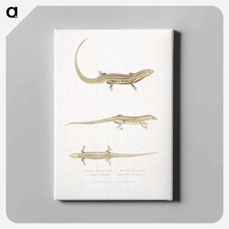 2-34_Indian-Zoology_canvas